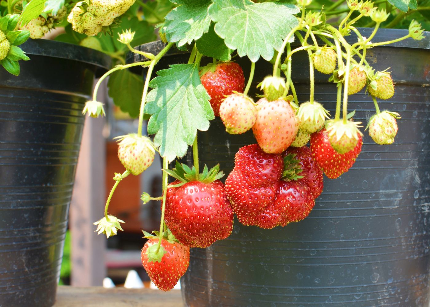 Support fraisier : tout ce que vous devez savoir